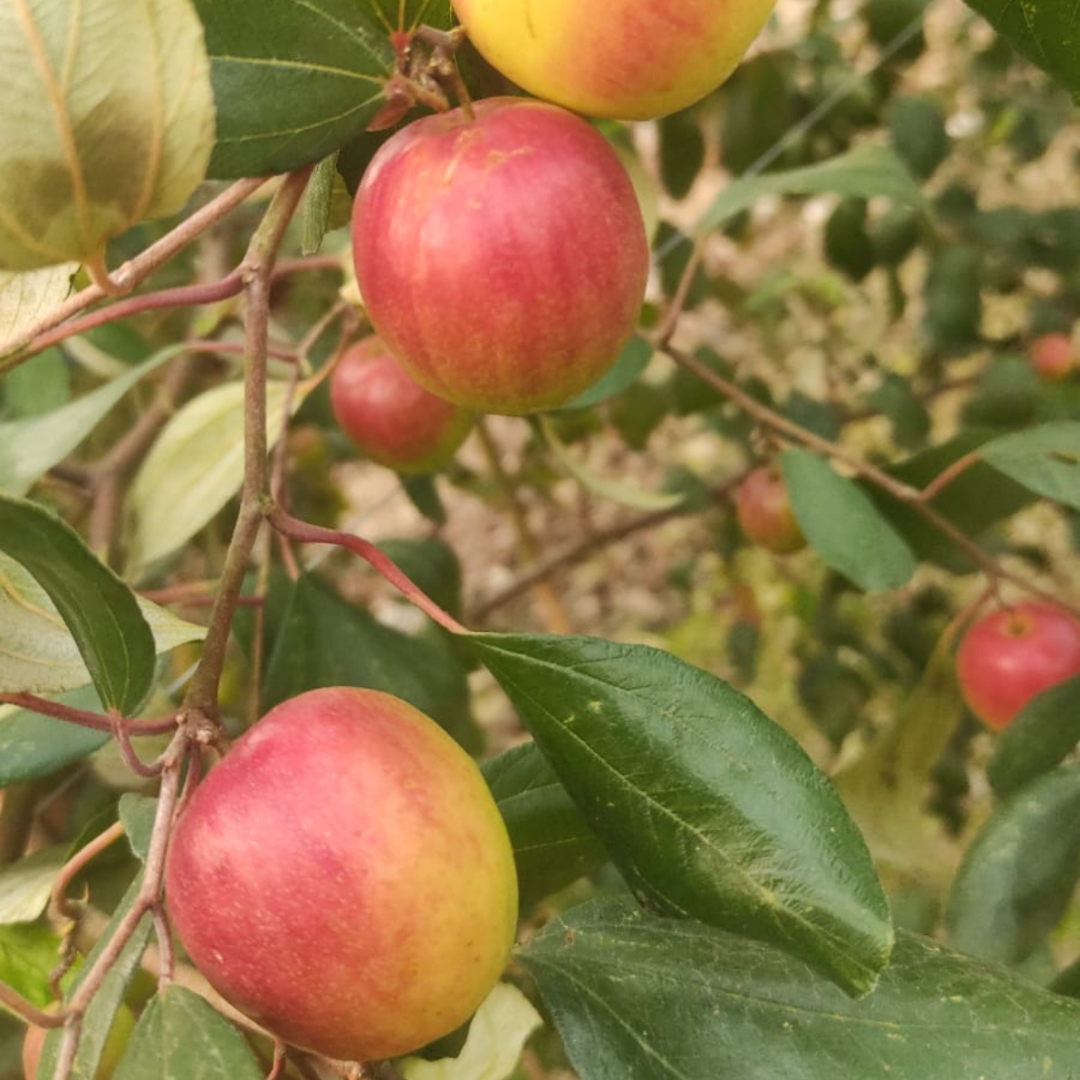 Apple Ber - Miss India - Hybrid Fruit Plant