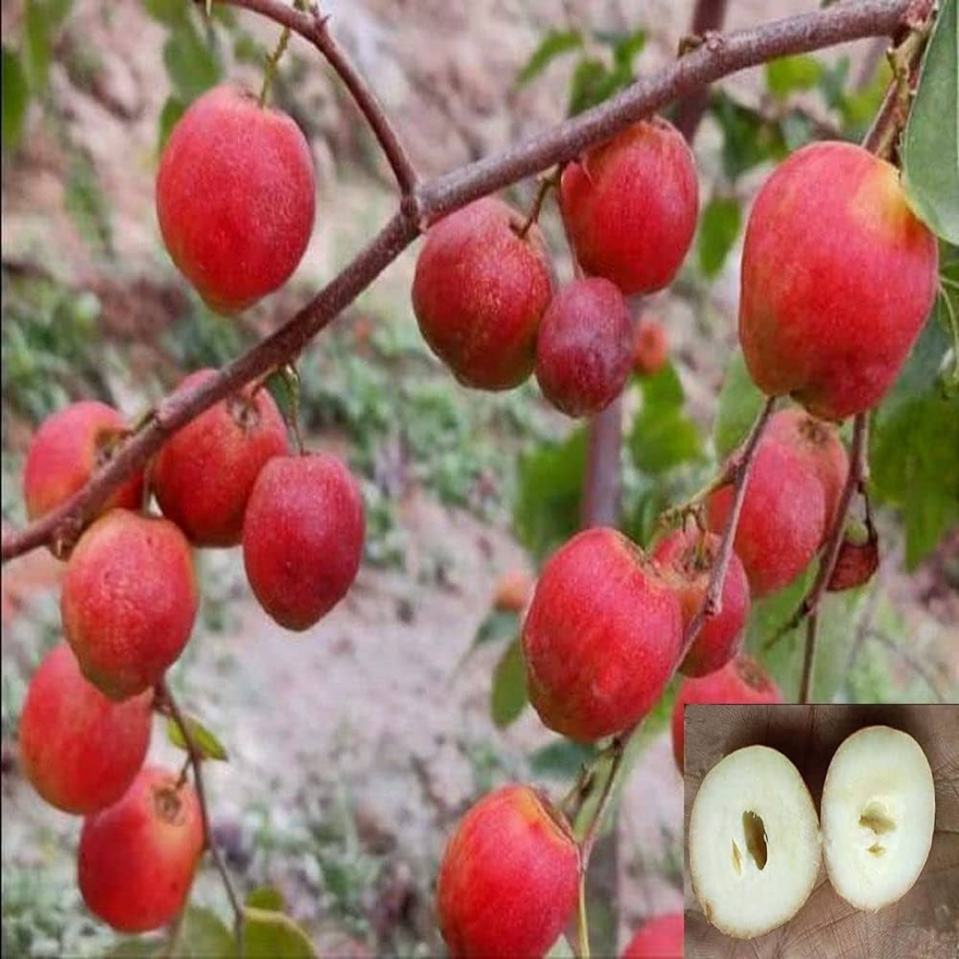 Apple Ber - Red Seedless - Hybrid Fruit Plant