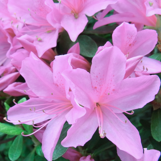 Azalea Lavender Hybrid Flower Plant: Stunning Blooms for Your Garden Oasis