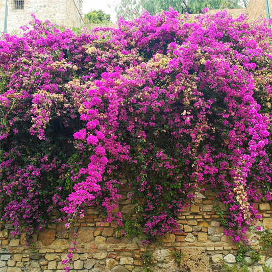 Vibrant Pink Bougainvillea Climber: Beautiful Hybrid Flower Plant for Your Garden