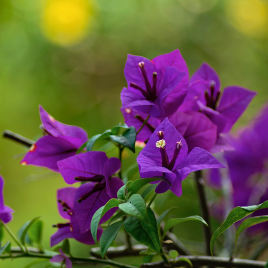 Vibrant Purple Bush Bougainvillea: Live Hybrid Flower Plant for Your Garden