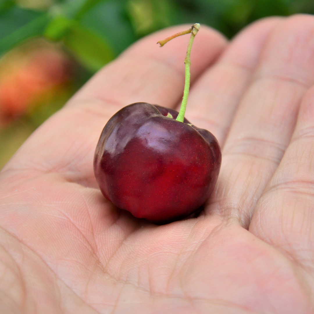 Barbados Cherry - Black - Hybrid Fruit Plant