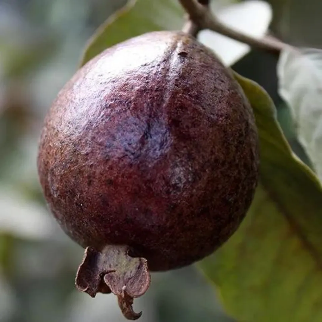 Exotic Black Guava Hybrid Fruit Plant: Live, Healthy, and Ready to Grow