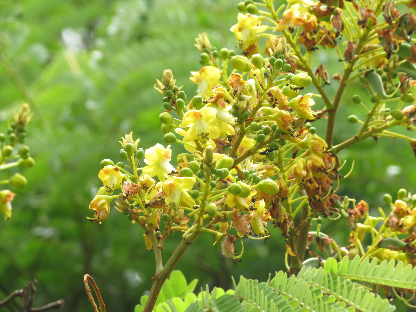 Pathimukam (Biancaea Sappan) Medicinal Plant - Healthy Live Plant