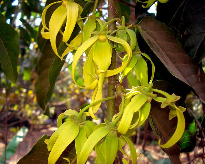 Cananga Odorata- Medicinal Plant