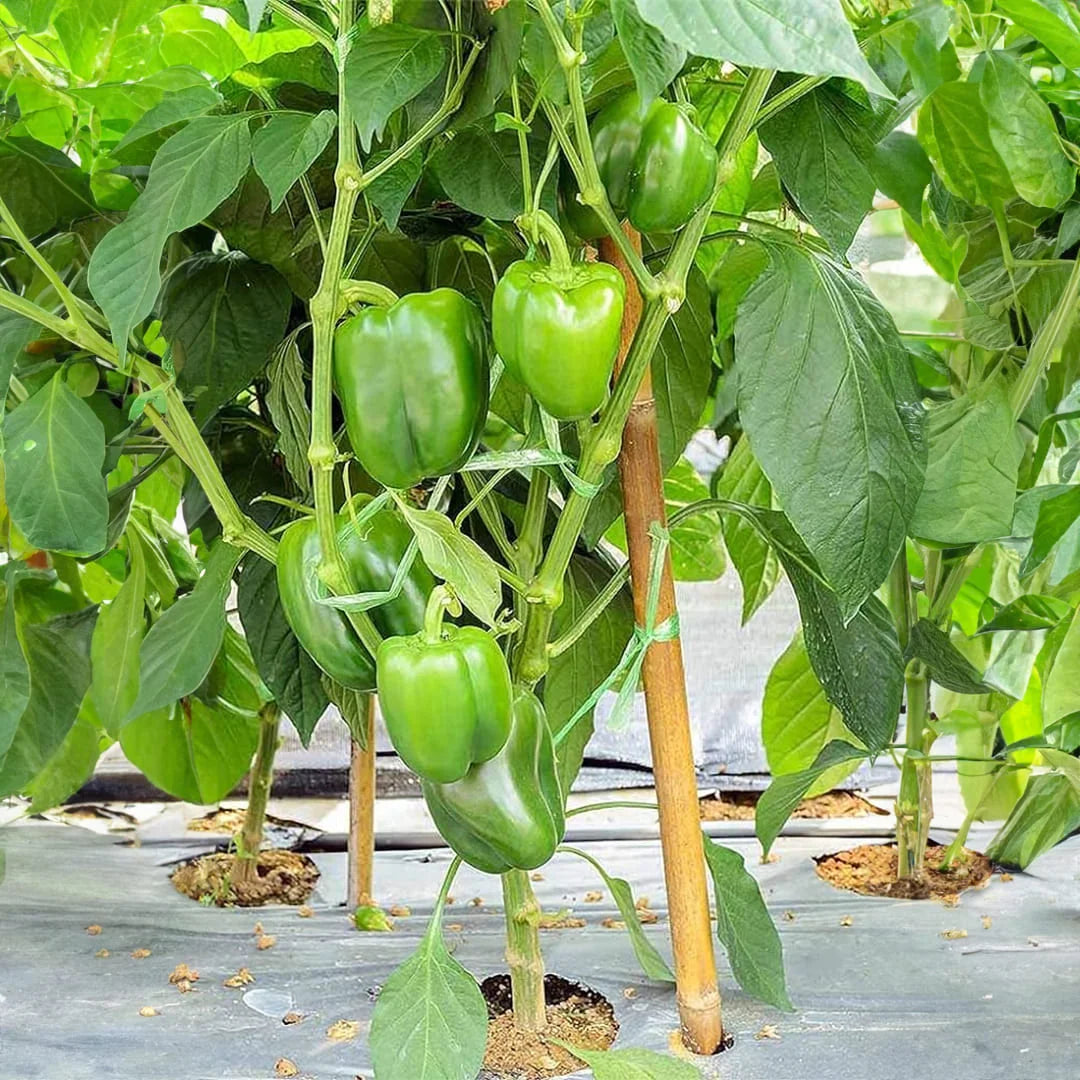 🫑 Capsicum (Hari Shimla Mirch) F1 Hybrid Seeds – Pack of 20 - Vegetable Seeds