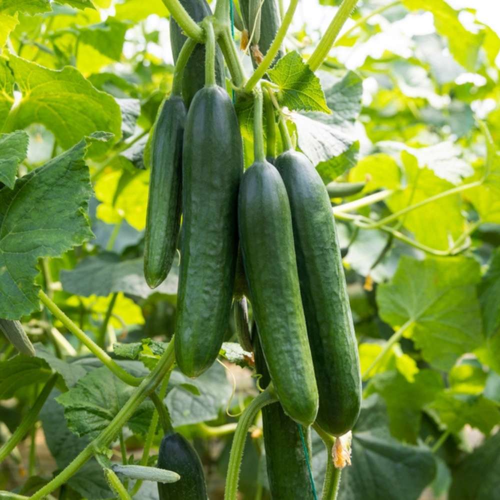 🥒 Cucumber (Kheera) Hybrid Seeds – Pack of 20 - Vegetable Seeds