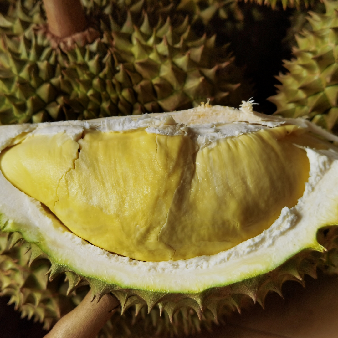 Durian - Mon Thong - Fruit Plant