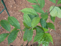 Salacia Reticulata- Medicinal Plant