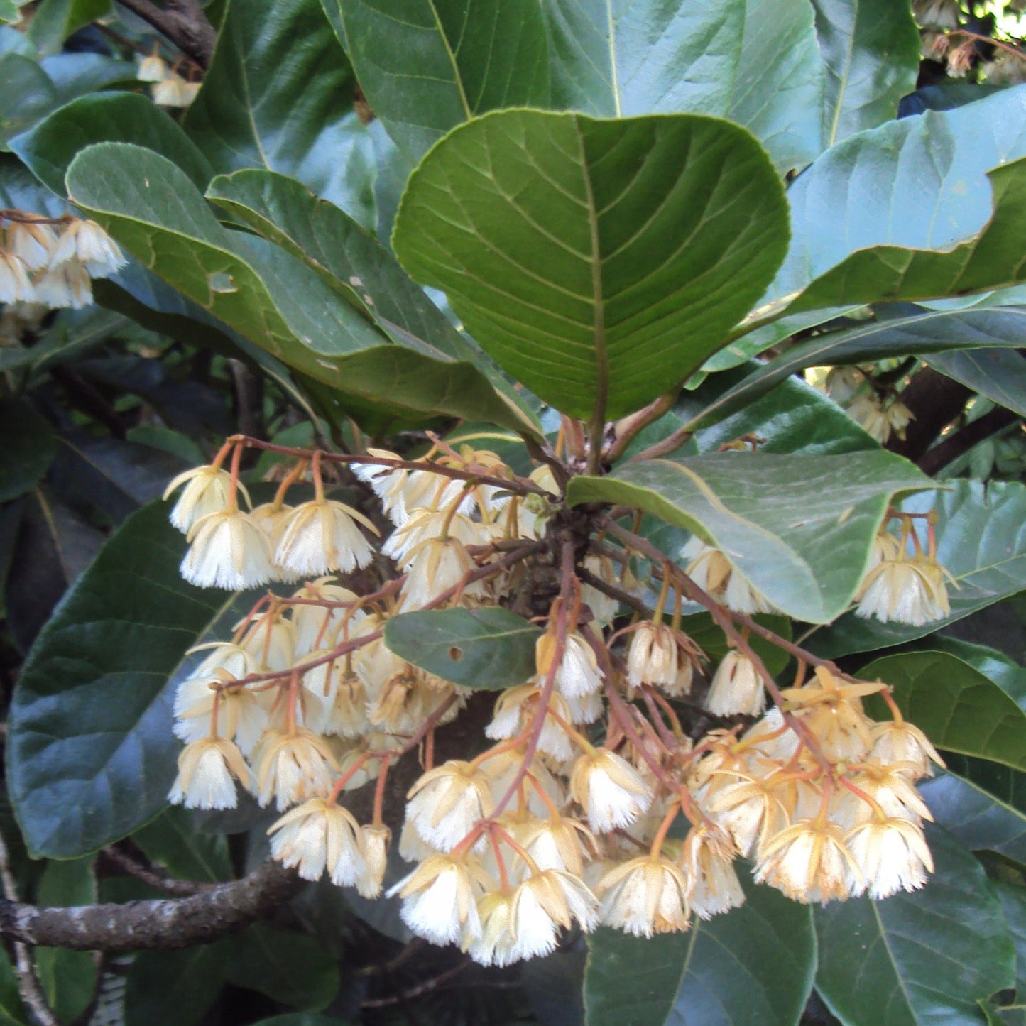 Bhadraksham Elaeocarpus Tuberculatus Medicinal Plant: Ayurvedic Health & Immunity Booster