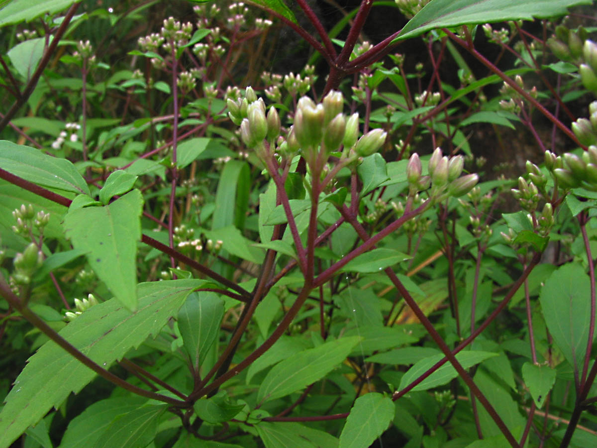 Ayapana Triplinervis Medicinal Plant: Live, Healthy, Polybag-Grown for Wellness