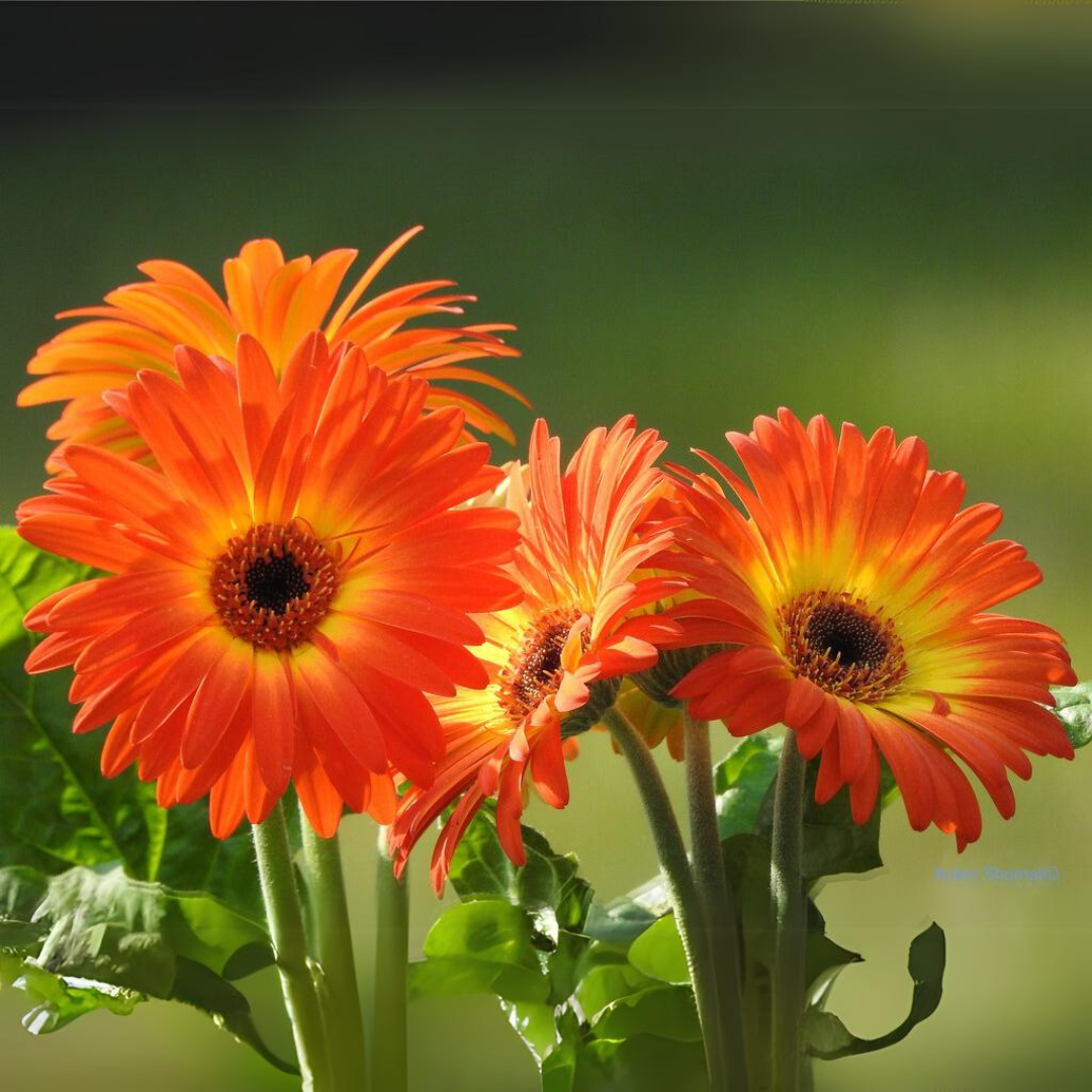 Vibrant Red Flame Gerbera Hybrid Flower Plant Live in Polybag
