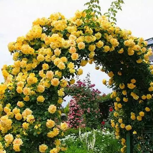 Exotic Hybrid Climbing Rose Flower Seeds – Pack of 20  - Golden shower - Rose Seeds
