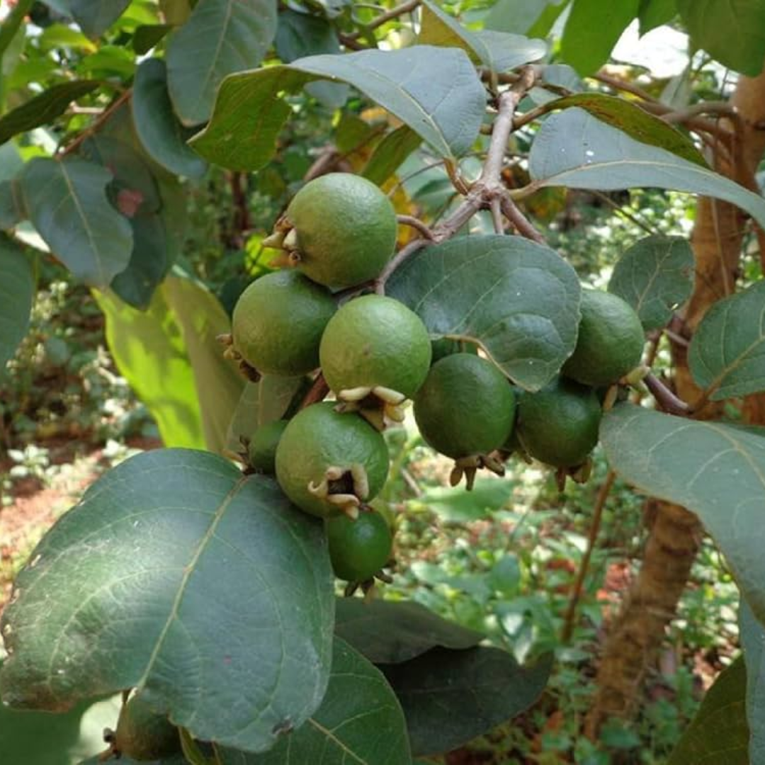 Exotic Grape Guava Munthiri Pera Fruit Plant - Healthy Live Sapling