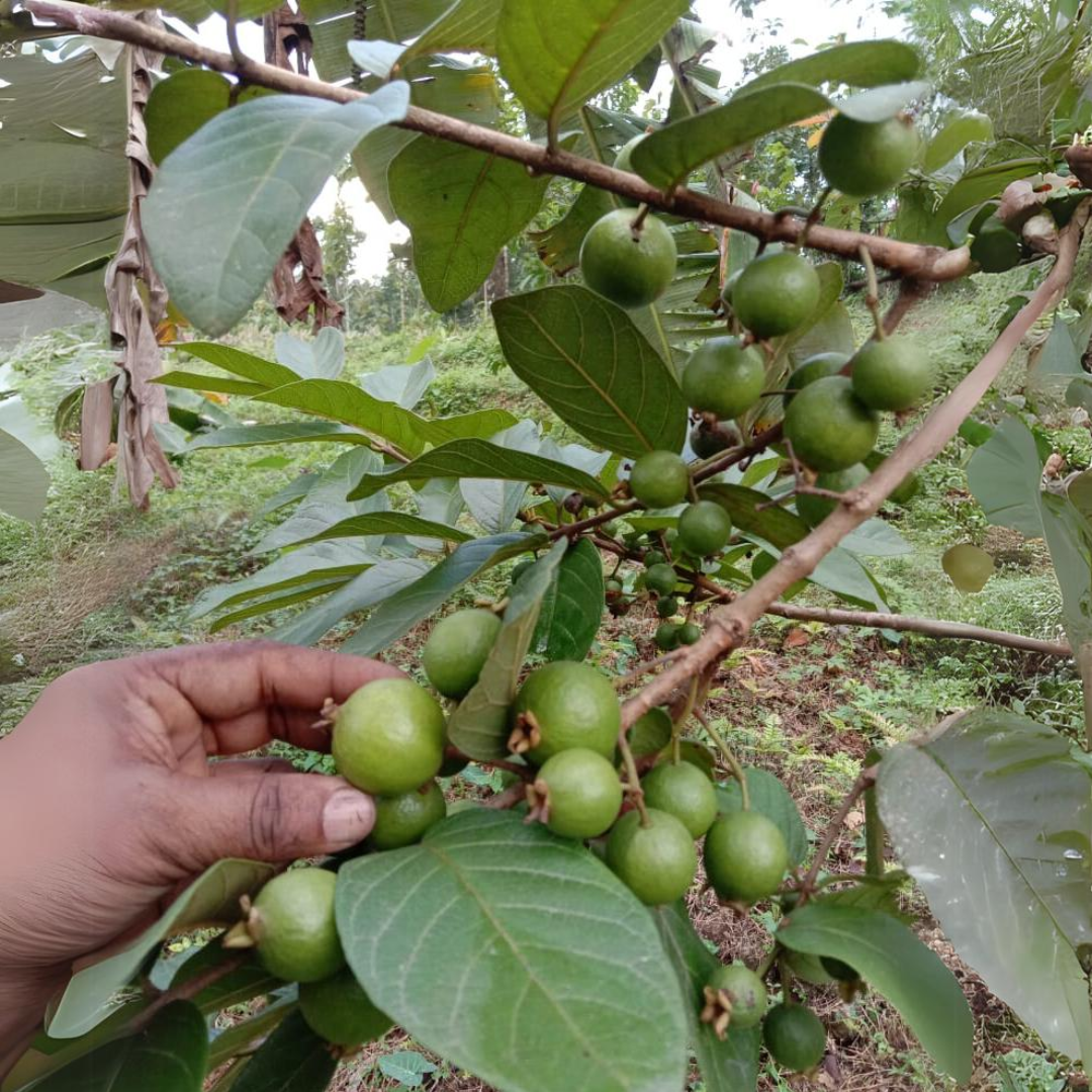 Exotic Grape Guava Munthiri Pera Fruit Plant - Healthy Live Sapling