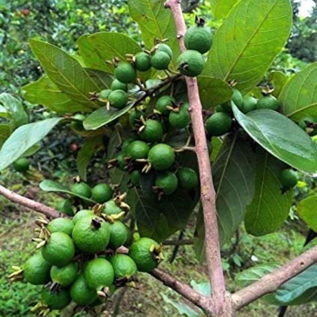 Exotic Grape Guava Munthiri Pera Fruit Plant - Healthy Live Sapling