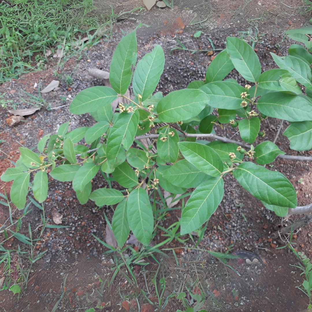 Exotic Grape Guava Munthiri Pera Fruit Plant - Healthy Live Sapling