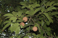 Hydnocarpus Pentandrus - Medicinal Plant