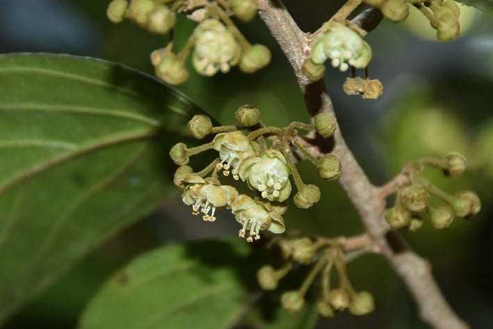 Hydnocarpus Pentandrus - Medicinal Plant