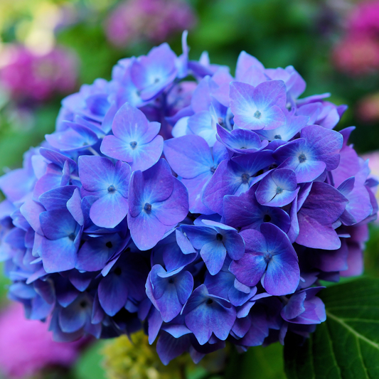 Vibrant Blue Hydrangea Hybrid Flower Plant: Live Layering Plant for Your Garden