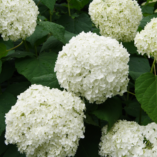 Elegant White Hydrangea Hybrid Flower Plant: Live Garden Beauty for Your Home