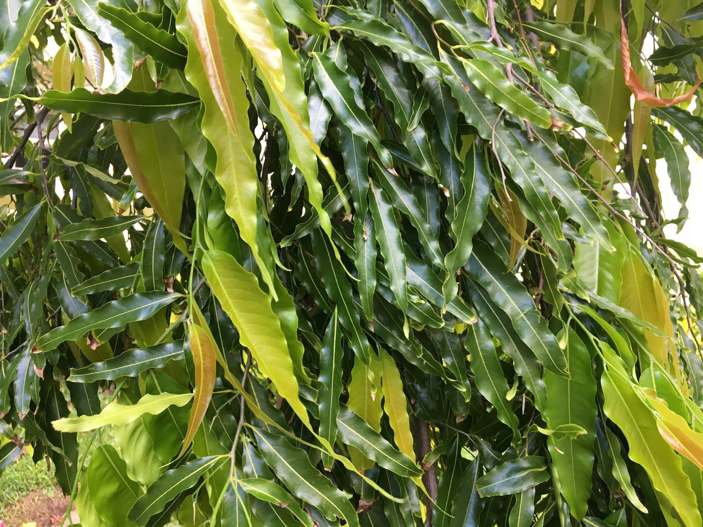 Live Ashoka Tree Plant (Polyalthia longifolia) - Medicinal & Ornamental