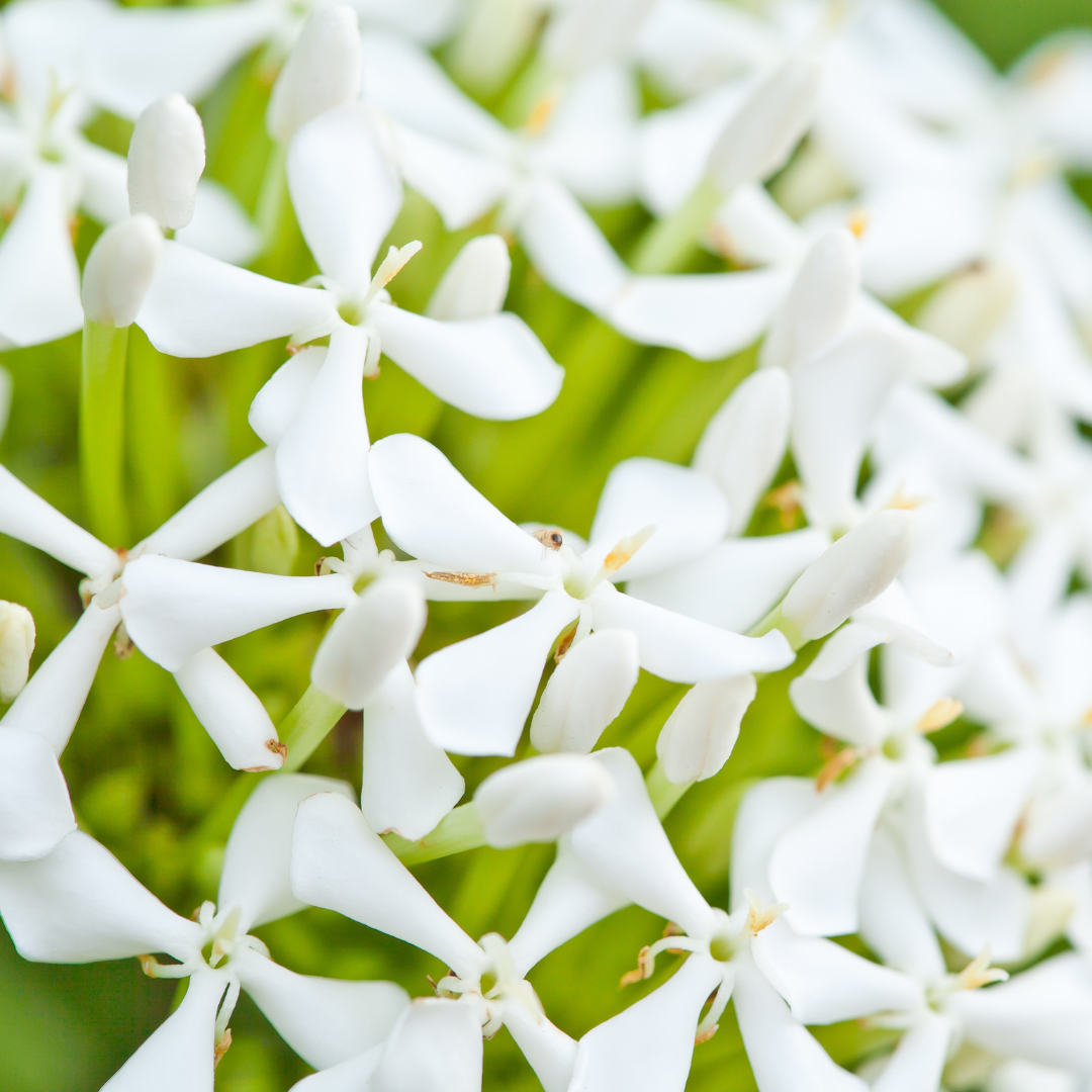 Ixora White Mini Dwarf Hybrid Flower Plant Live in Polybag