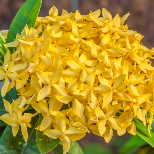 Vibrant Yellow Ixora Dwarf Hybrid Flower Plant - Live Garden Beauty