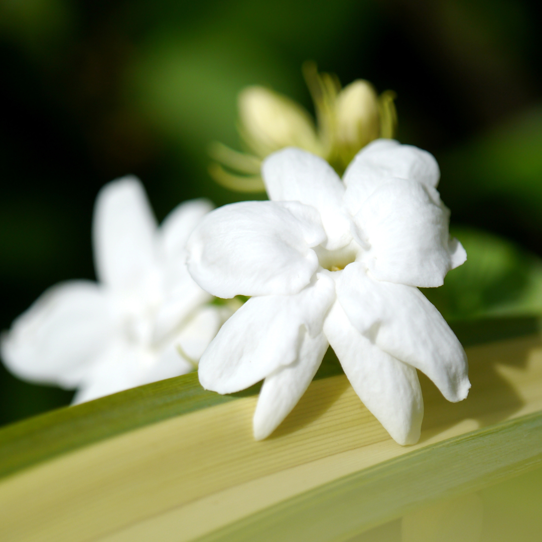 Fragrant Common Jasmine Hybrid Flower Plant Live in Polybag for Your Garden