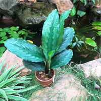 Kaempferia Rotunda-Medicinal Plant