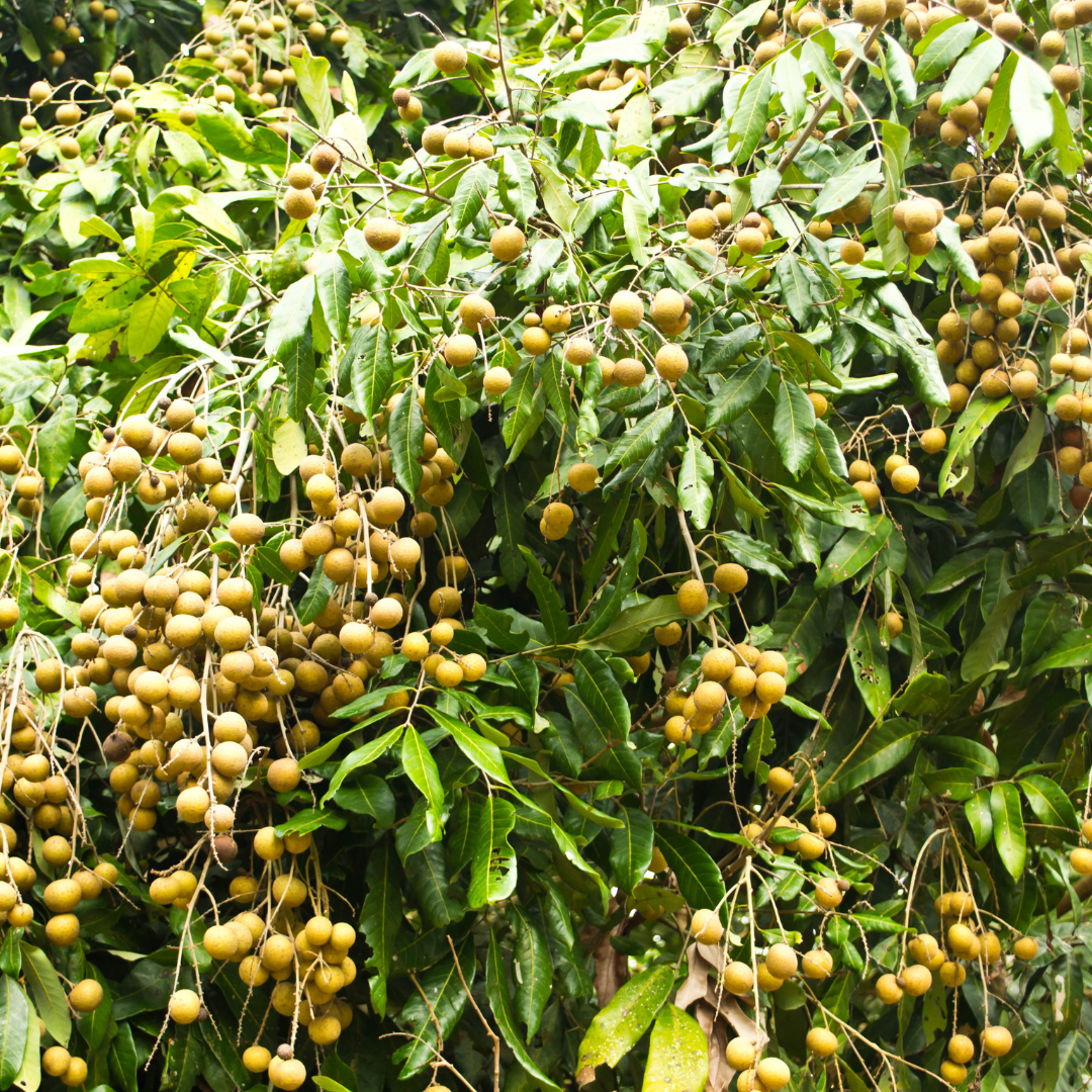 Longan - Dragon's Eye - Dimocarpus longan Fruit Plant