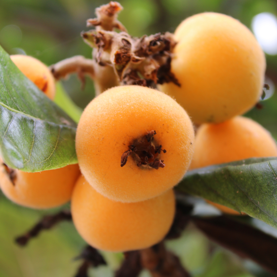 Loquat - Japan Plum - Eriobotrya japonica Fruit Plant