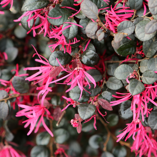 Vibrant Loropetalum Chinese Fringe Flower Hybrid Plant for Your Garden