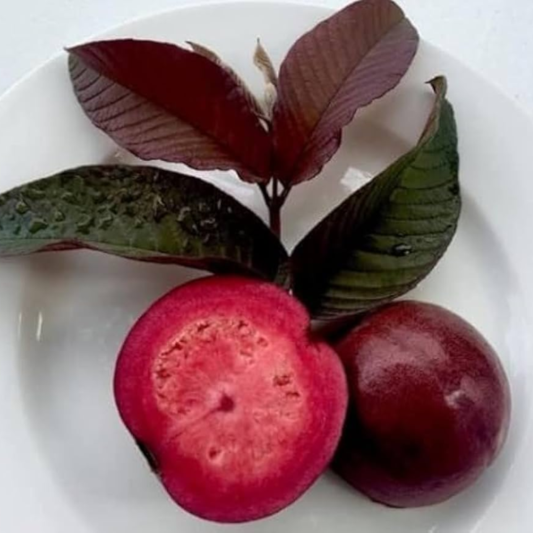 Exotic Malaysian Red Guava Hybrid Fruit Plant: Grow Your Own Tropical Delight