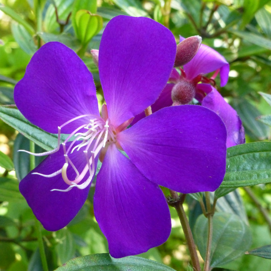 Vibrant Melastoma Purple Hybrid Flower Plant - Live Garden Beauty