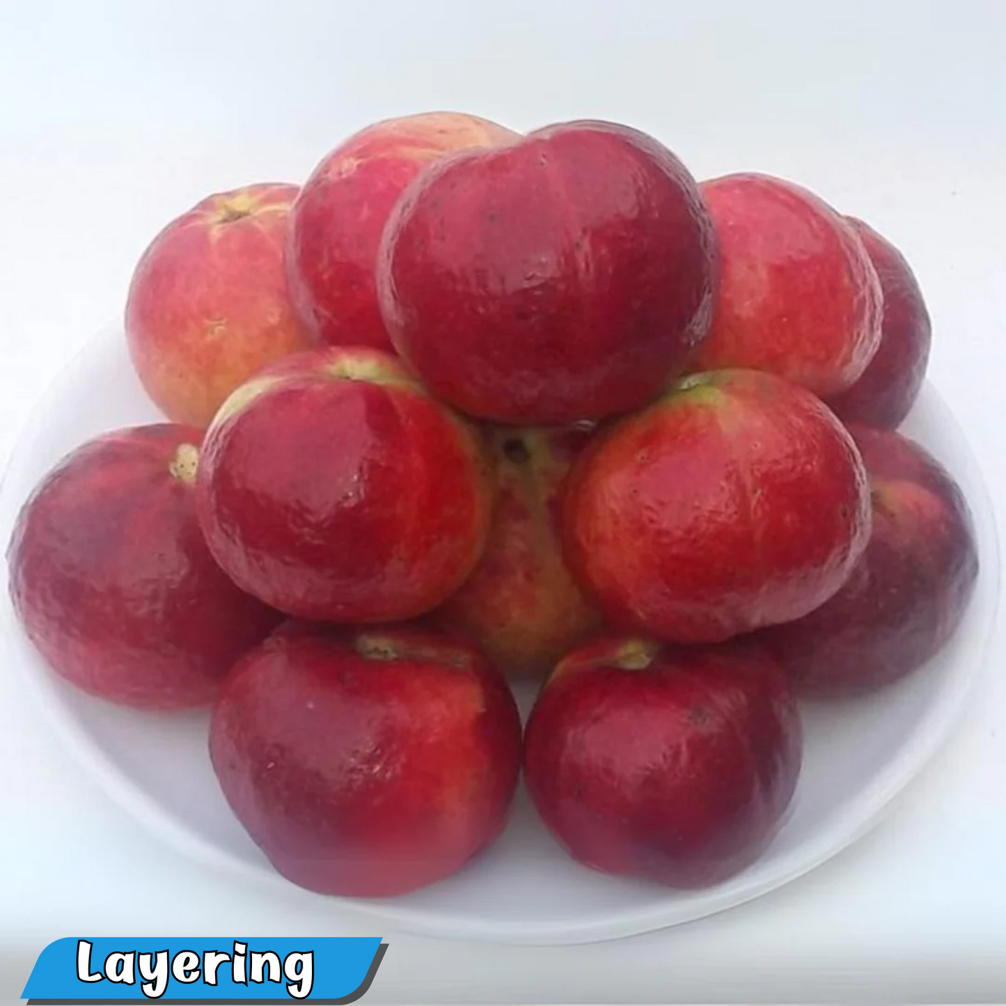 Exotic Guava Punjab Red Apple Hybrid Live Fruit Plant for Home Garden