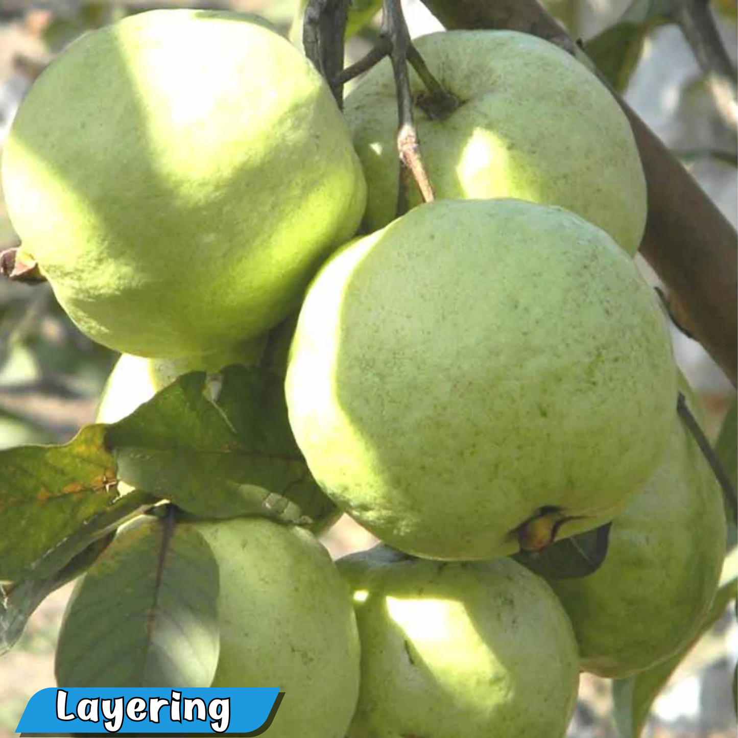 VNR Bihi Hybrid Guava Fruit Plant: Healthy Live Guava Tree for Home Garden