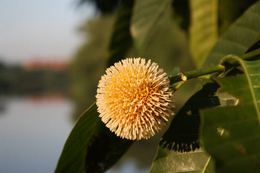 Indian Kadambu Medicinal Plant: Healing Power of Anthocephalus Cadamba Tree
