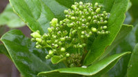 Premna Serratifolia -Medicinal Plant