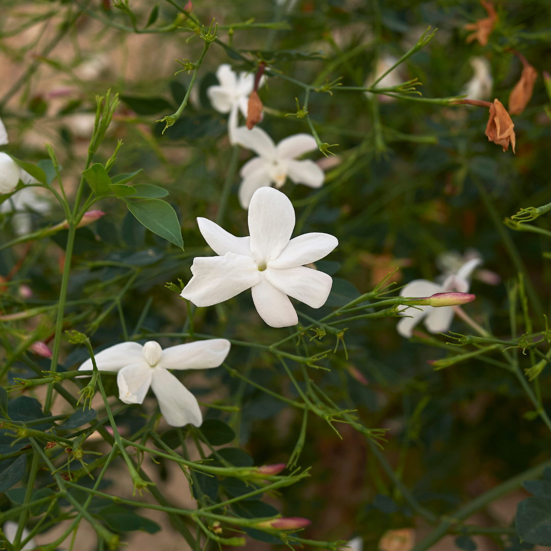 Fragrant Pichi Spanish Jasmine Grandiflorum Live Flower Plant for Your Garden
