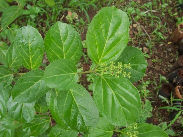 Premna latifolia  -Medicinal Plant