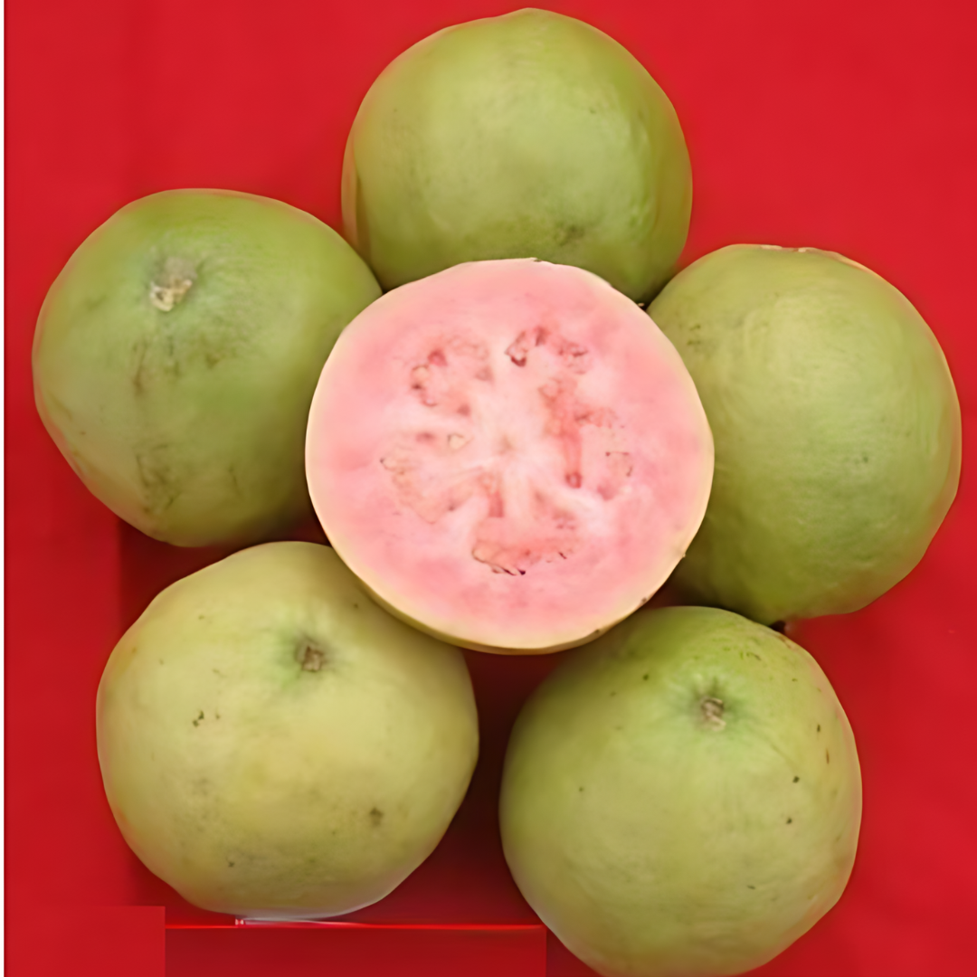 Punjab Kiran Hybrid Guava Fruit Plant: Grow Delicious, Healthy Guavas at Home