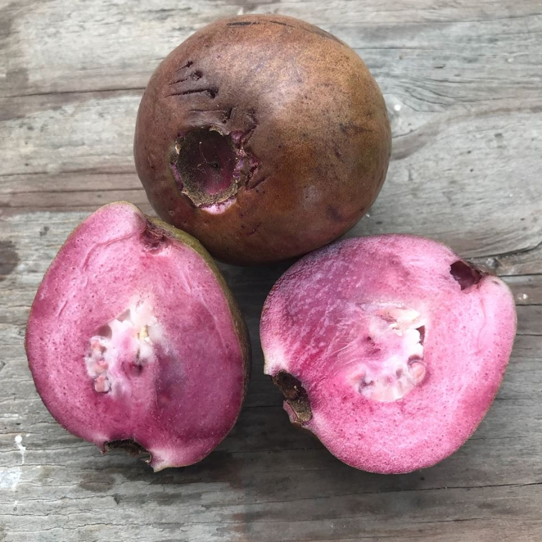 Purple Guava Hybrid Fruit Plant: Live, Healthy, Thriving, Easy-Care