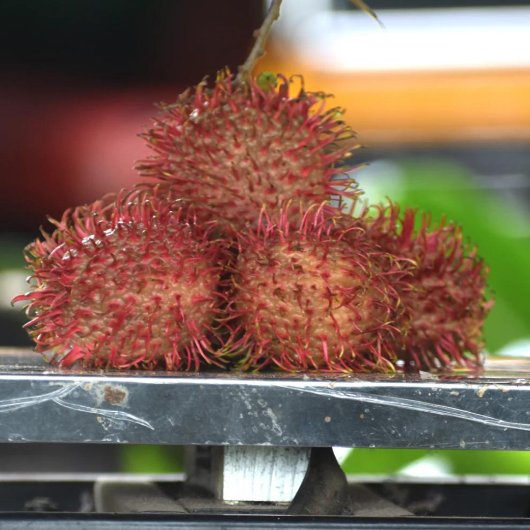 Caesar Rambutan Hybrid Fruit Plant: Extra-Large, Juicy, Sweet, Red Skinned Delights