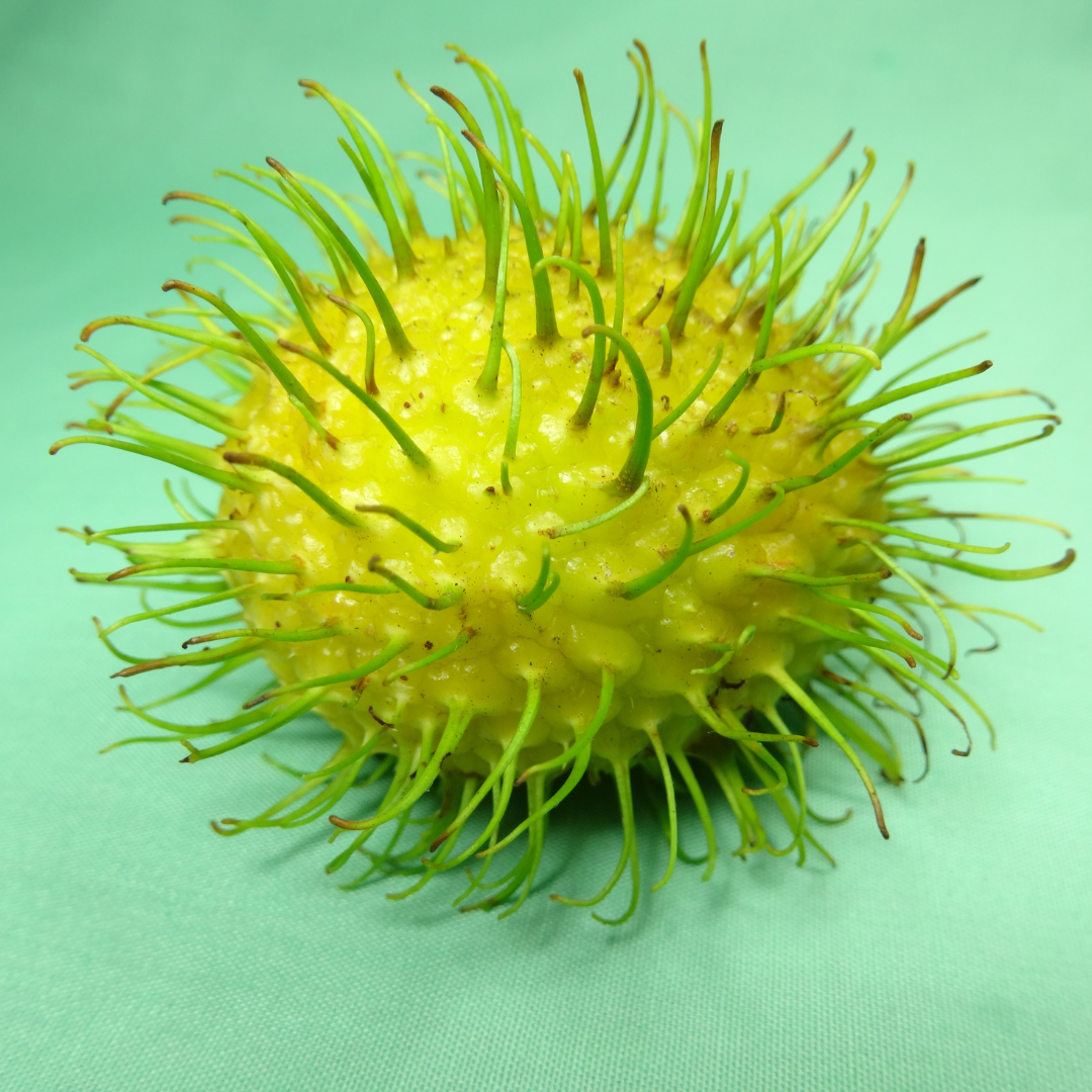 Rambutan E35 Hybrid Fruit Plant: Yellow-Skinned, Sweet, Juicy, Fast-Growing Tropical Delight