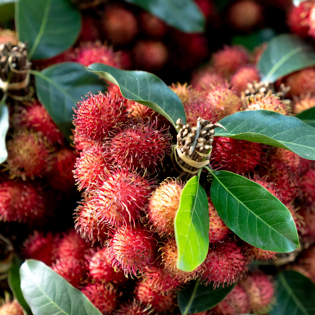 Vibrant Rambutan School Boy: Sweet, Juicy, High-Yielding Hybrid Fruit Plant
