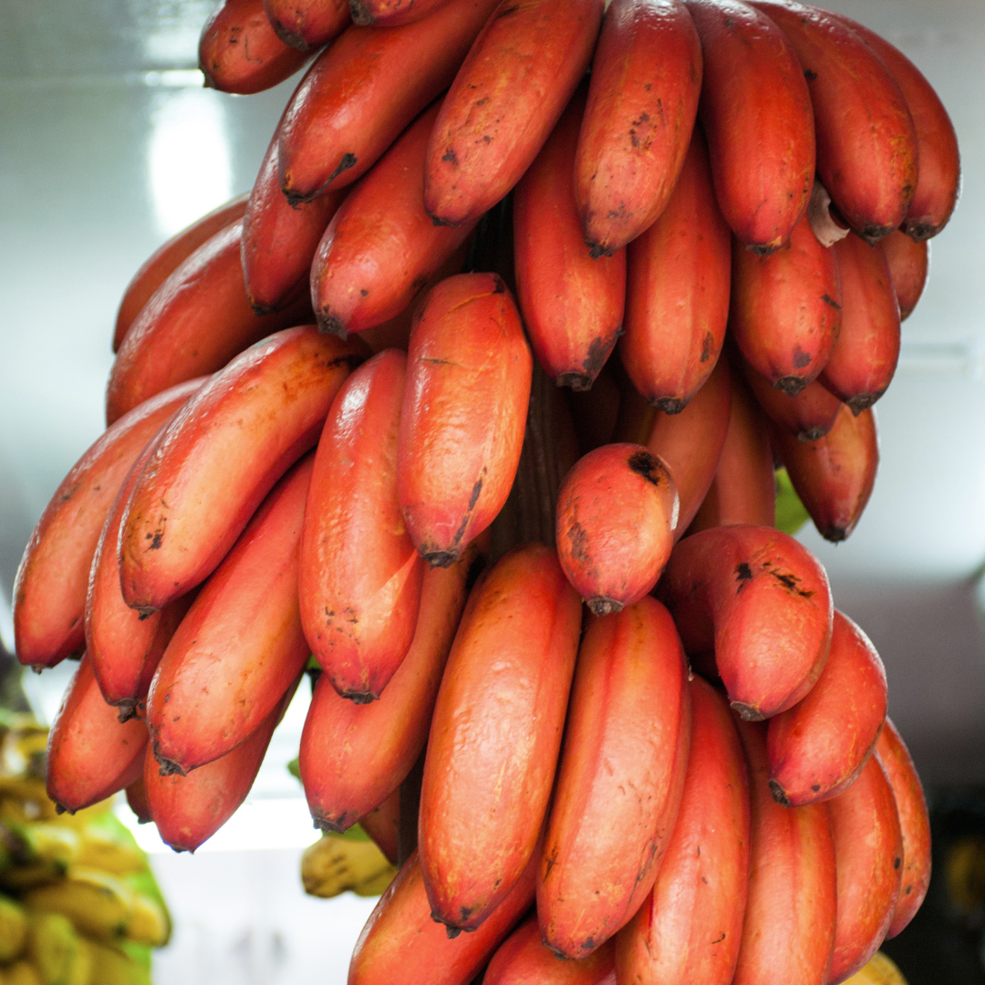 Banana - Red Banana - Fruit Plant
