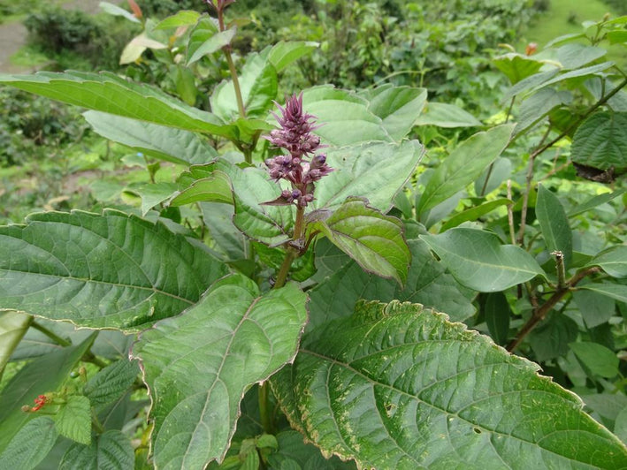 Rotheca Serrata  -Medicinal Planta