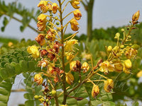 Caesalpinia Sappan  -Medicinal Plant
