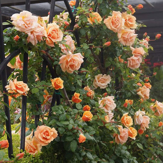 Exotic Hybrid Climbing Rose Flower Seeds – Pack of 20  -sunset - Rose Seeds